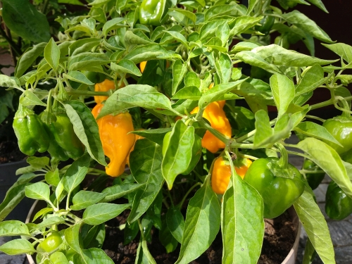 habanero devils2 doupe